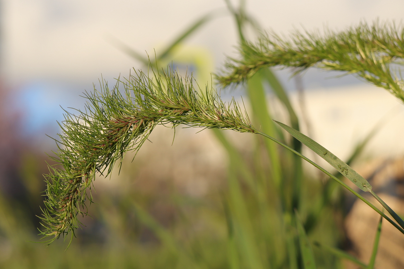 Изображение особи Poa bulbosa ssp. vivipara.