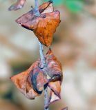 Image of taxon representative. Author is Анна Малыхина