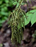 Aruncus dioicus. Созревающее соплодие. Сахалин, Макаровский гор. округ, окр. Клоковского водопада, смешанный лес. 12.08.2023.