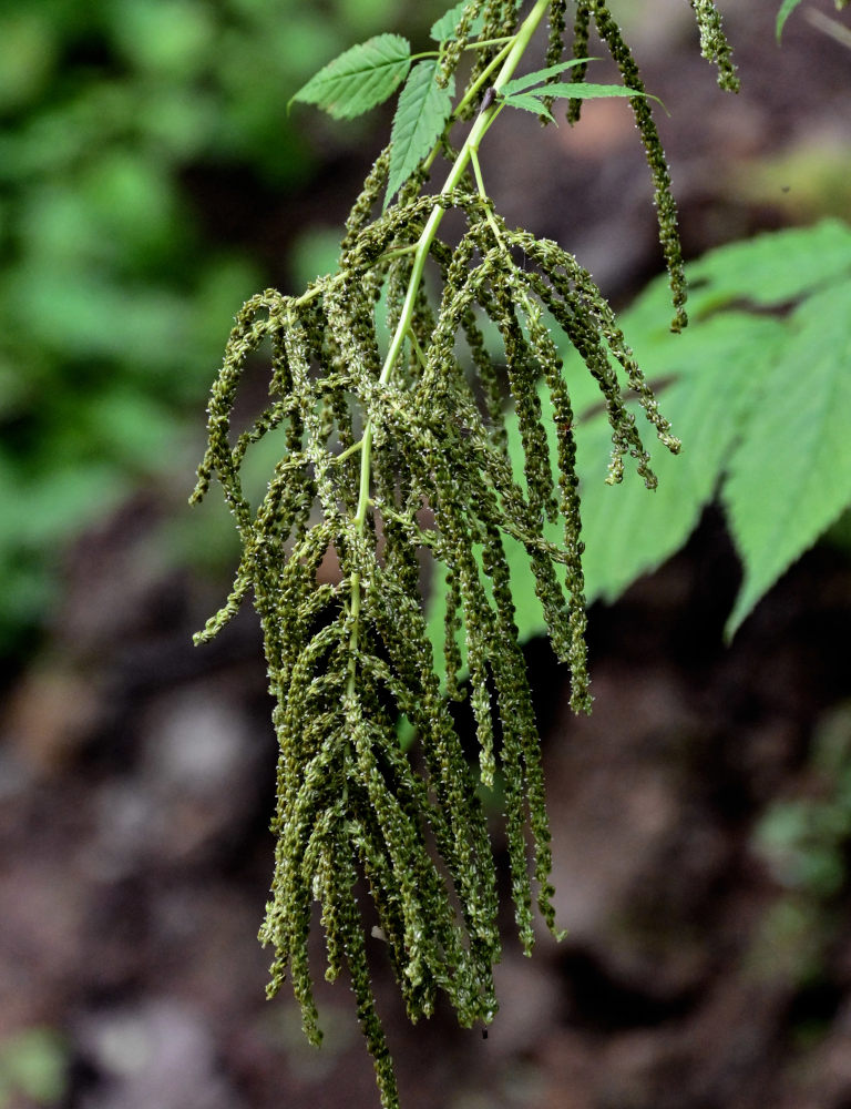 Image of Aruncus dioicus specimen.