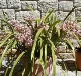 genus Cymbidium