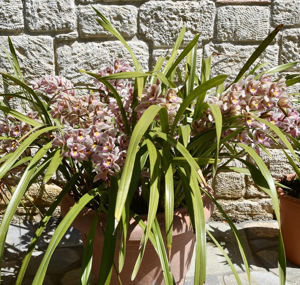 Image of genus Cymbidium specimen.