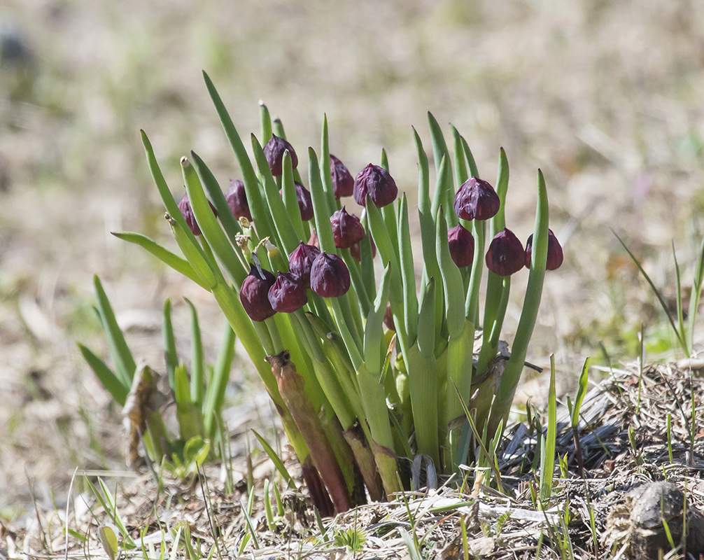 Image of Allium atrosanguineum specimen.