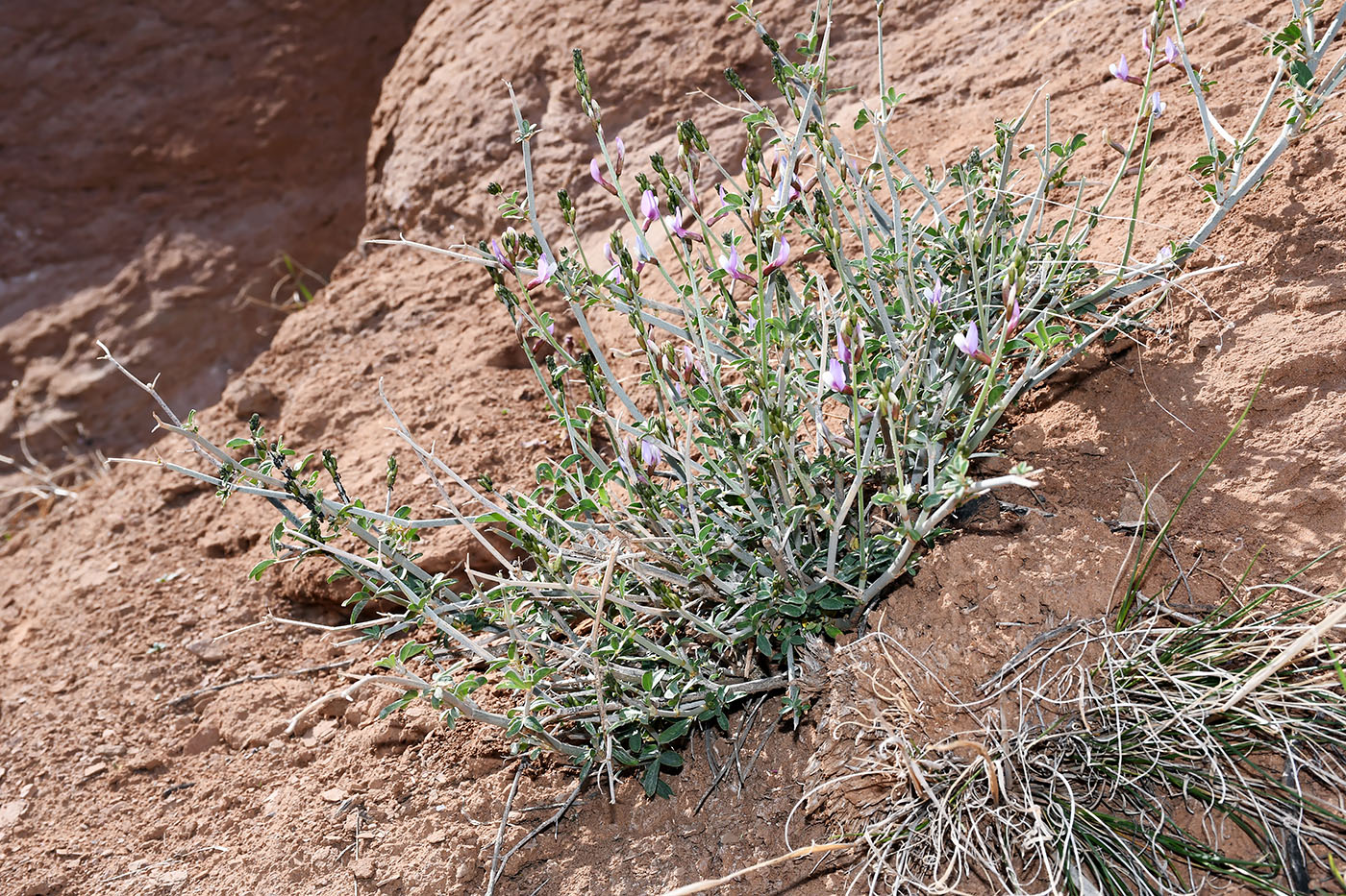 Изображение особи Astragalus oldenburgii.