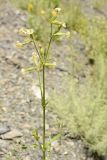 Silene noctiflora