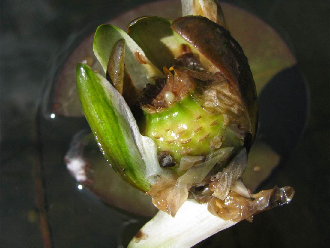 Image of Nymphaea &times; borealis specimen.