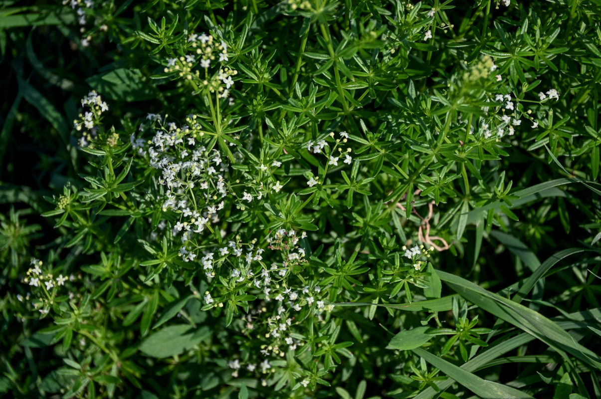 Image of Galium mollugo specimen.