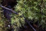 Cirriphyllum piliferum