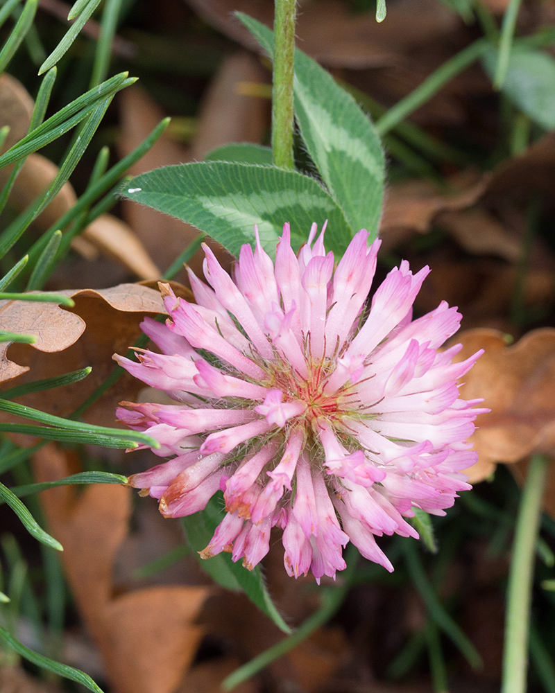 Image of Trifolium pratense specimen.