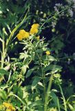 Inula germanica. Верхушка цветущего растения. Ростовская обл., Аксайская степь, окр. хутора Александровка, правый коренной берег р. Аксай, в балке.
