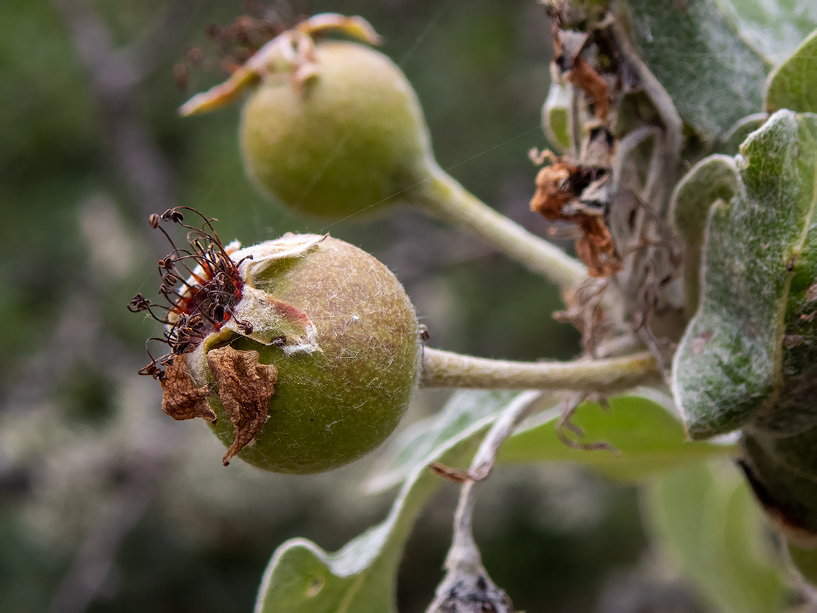 Image of Pyrus elaeagrifolia specimen.