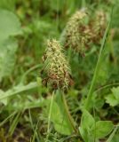 Trifolium canescens