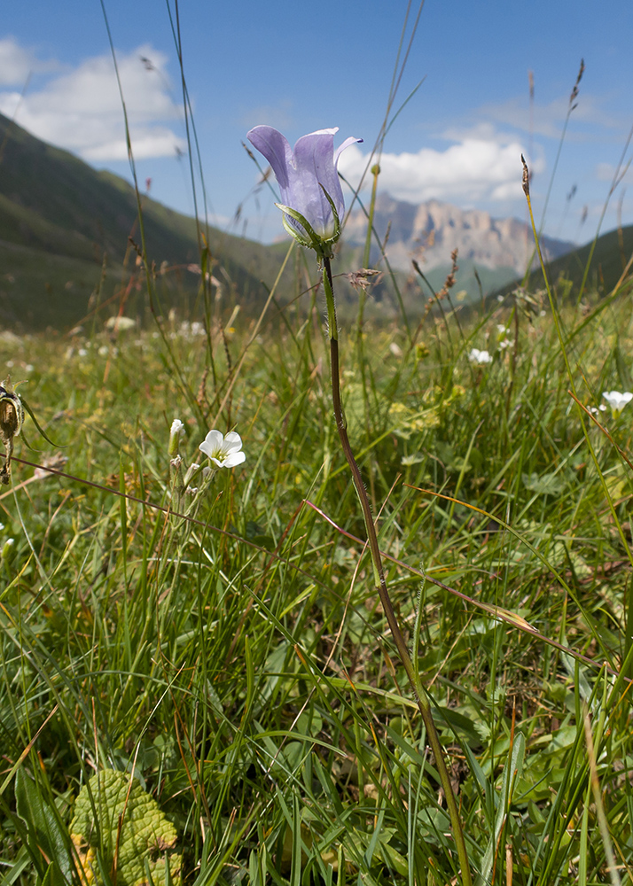 Изображение особи Campanula ciliata.