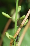 Rorippa palustris