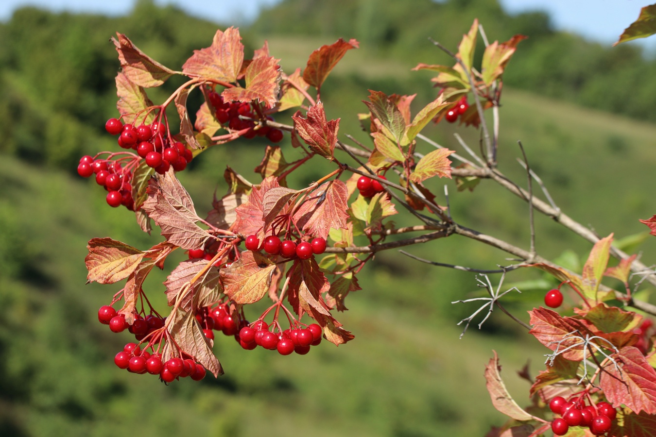 Изображение особи Viburnum opulus.
