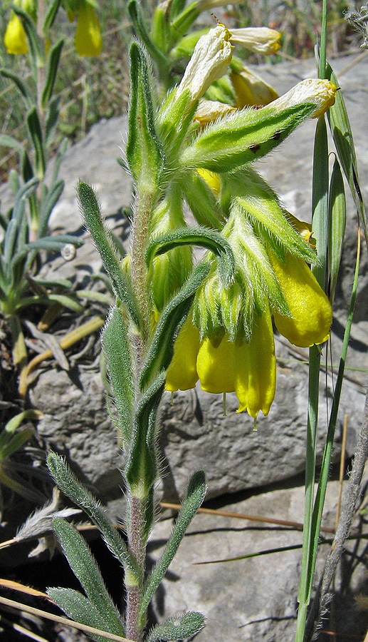 Image of Onosma taurica specimen.