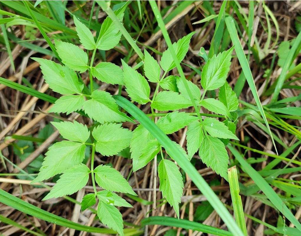 Изображение особи Ostericum palustre.