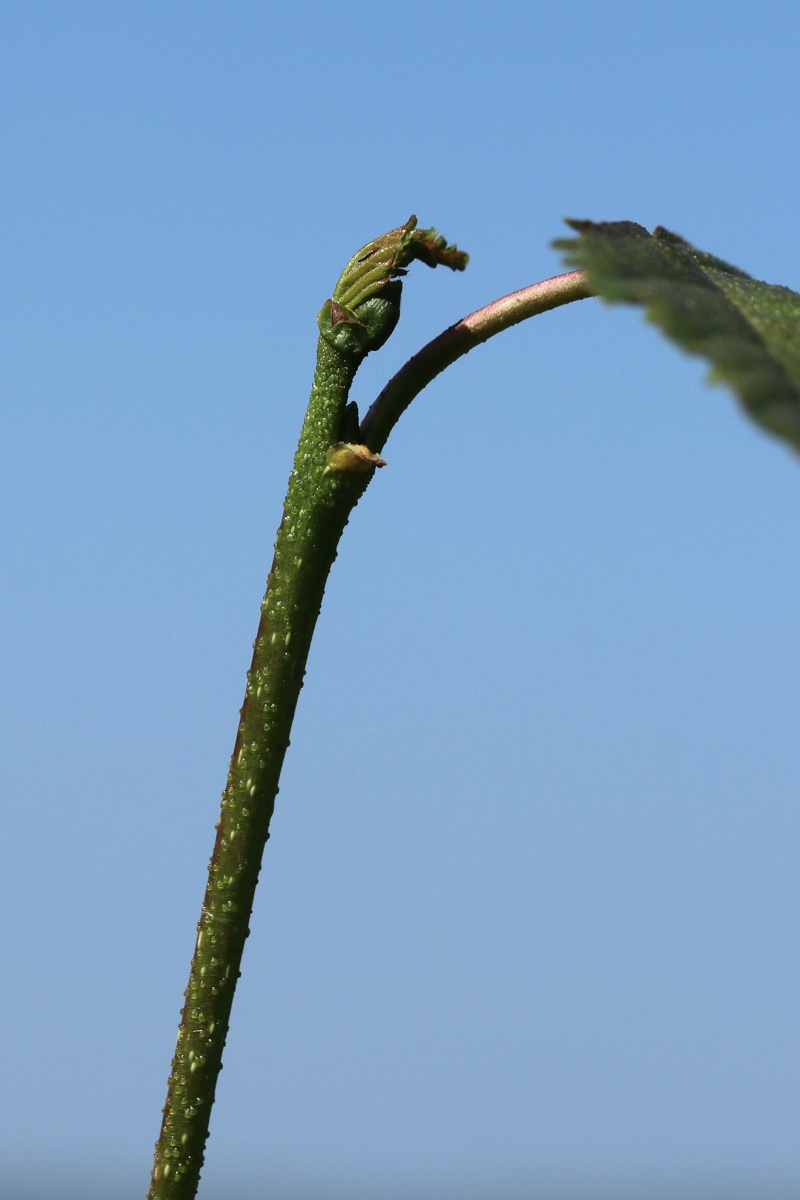 Image of Betula pendula specimen.