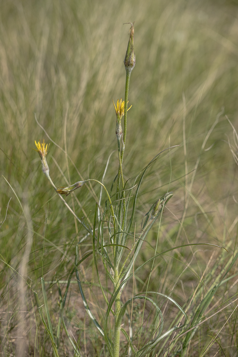 Image of Scorzonera mollis specimen.