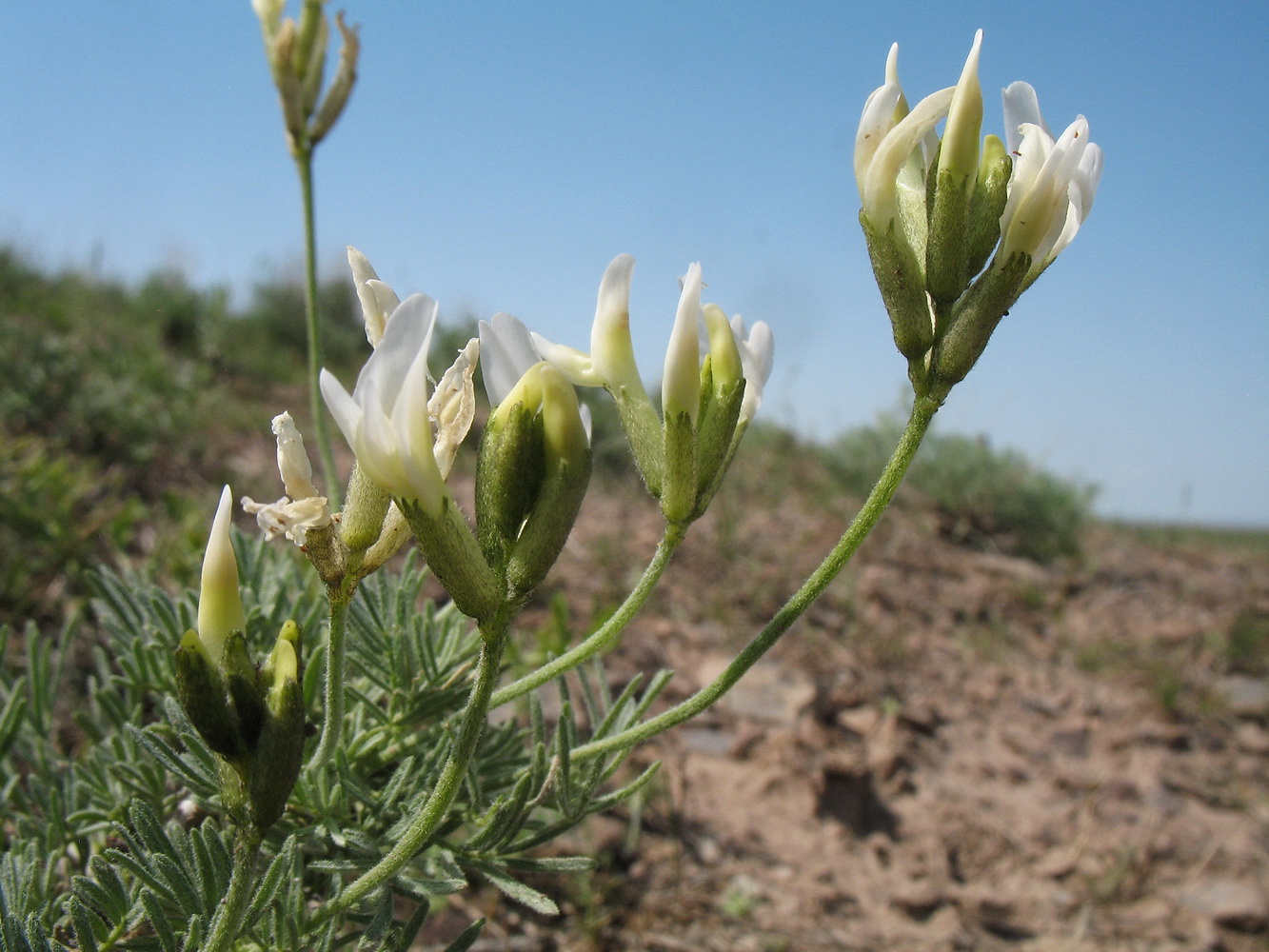 Image of genus Astragalus specimen.