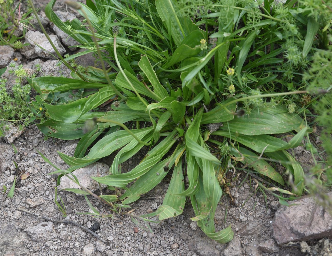 Image of Plantago lanceolata specimen.