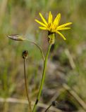 Scorzonera stricta. Верхушка побега с соцветиями - раскрывшимся и бутонизирующими. Оренбургская обл., Саракташский р-н, Жёлтинский сельсовет, окр. Кандуровского карьера, каменистая степь. 29 мая 2024 г.