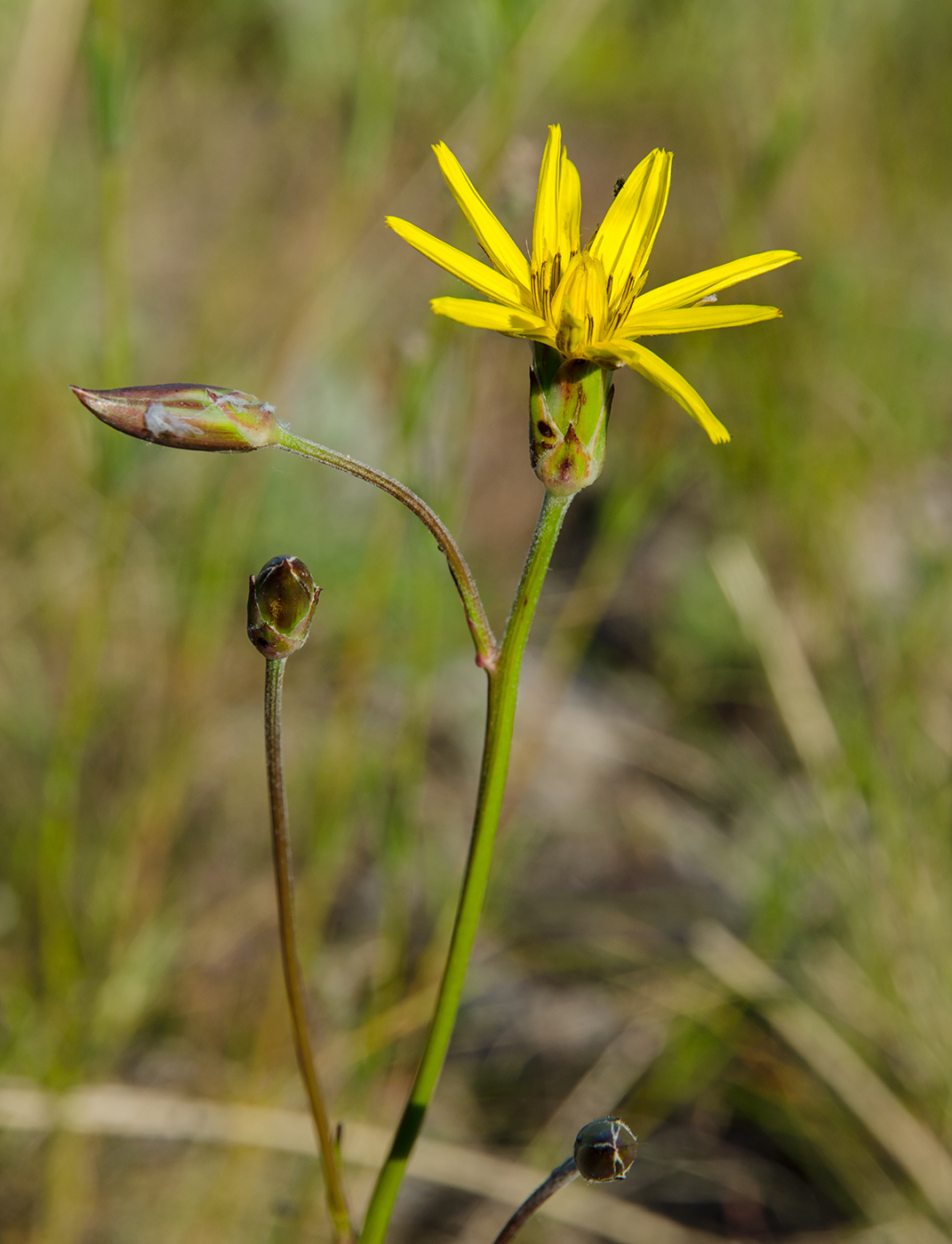 Image of Scorzonera stricta specimen.