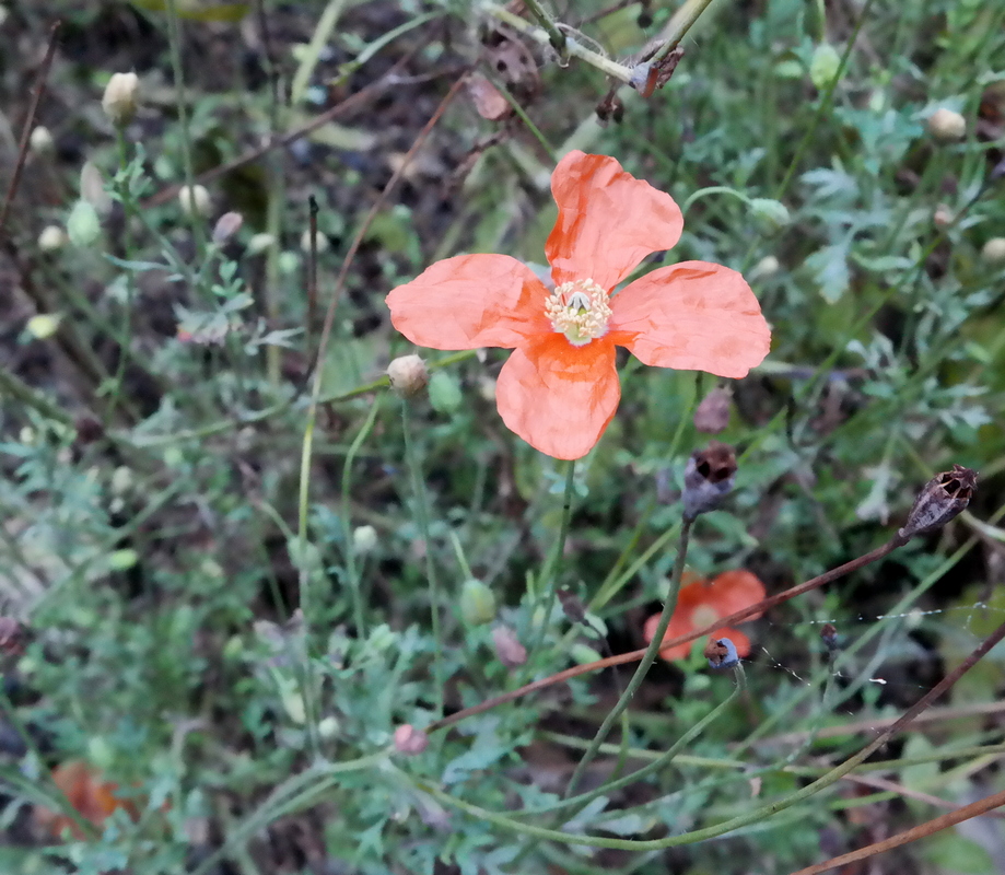 Image of Papaver oreophilum specimen.