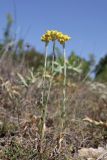Helichrysum arenarium. Цветущие растения. Крым, Бахчисарайский р-н, 2 км ЮЮЗ с. Плодовое, степь среди дубового редколесья. 7 июля 2025 г.