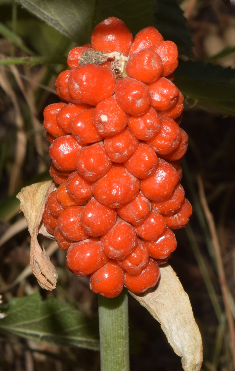 Image of Arum korolkowii specimen.