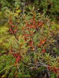 Ledum palustre
