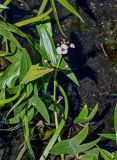 Sagittaria sagittifolia