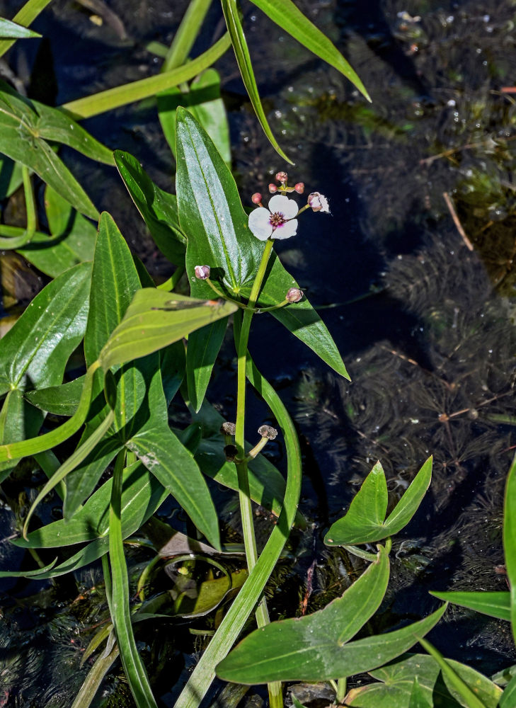 Image of Sagittaria sagittifolia specimen.