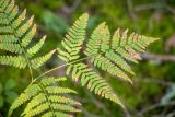 Pteridium pinetorum. Верхушка вайи с поражёнными листочками. Калужская обл., Перемышльский р-н, дол. р. Жиздра, сосновый лес. 13.08.2025.