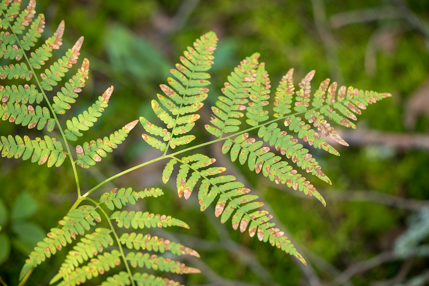 Image of Pteridium pinetorum specimen.