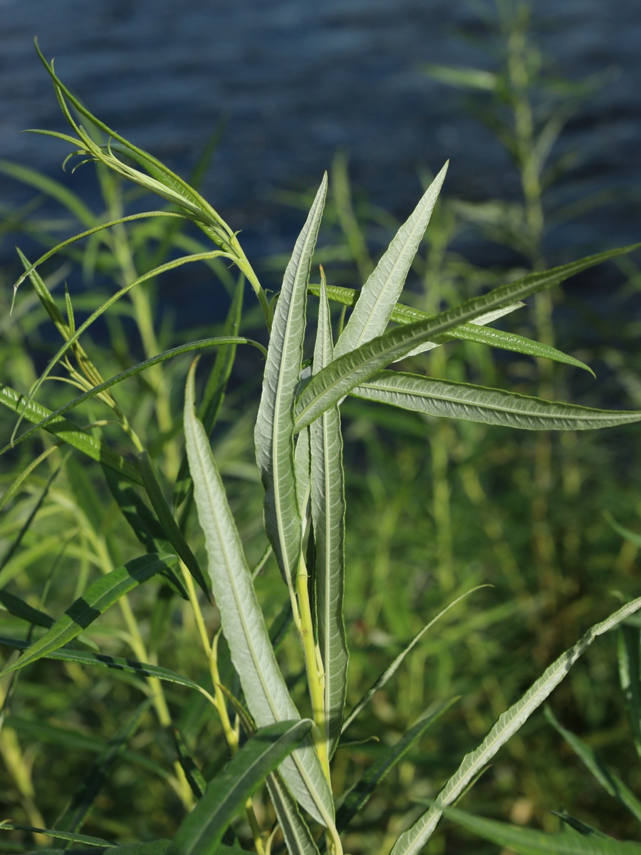 Изображение особи Salix viminalis.