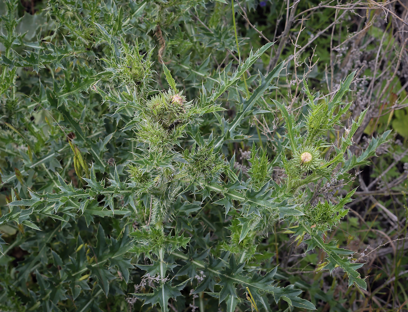 Изображение особи Carduus acanthoides.