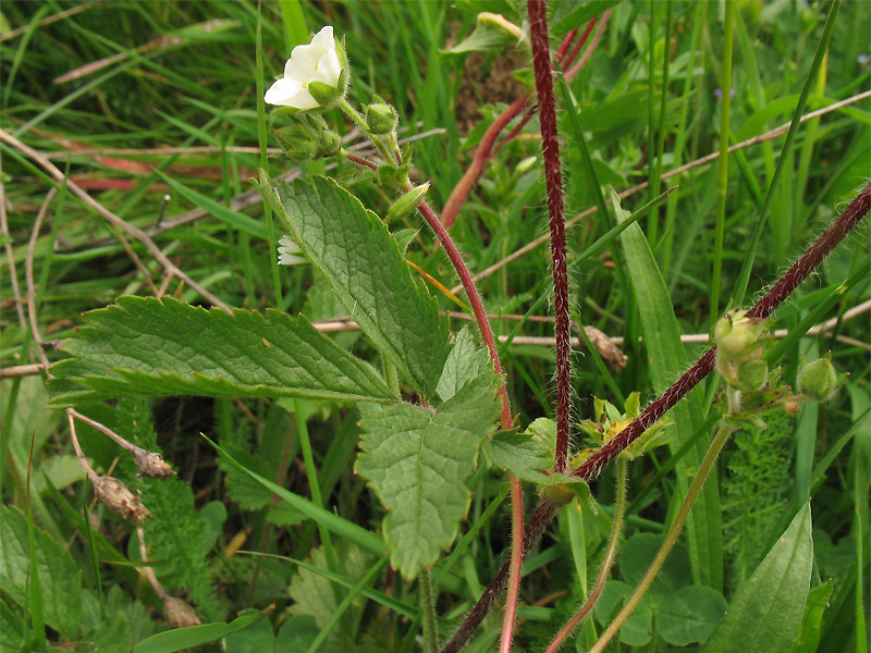 Image of Potentilla rupestris specimen.