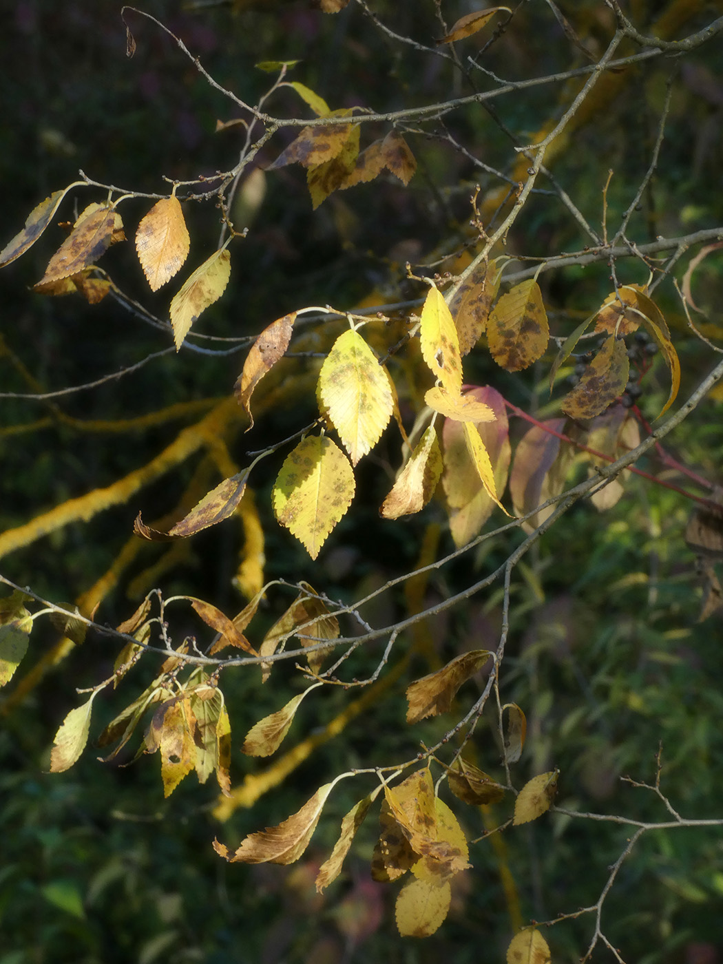 Image of Ulmus pumila specimen.