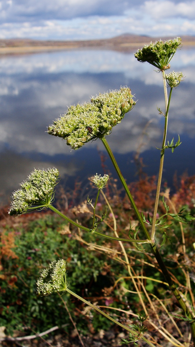 Изображение особи Cnidium monnieri.