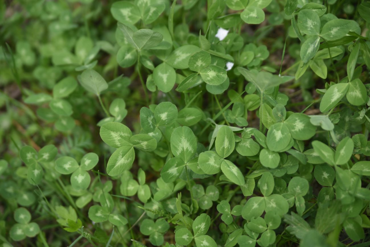 Image of genus Trifolium specimen.