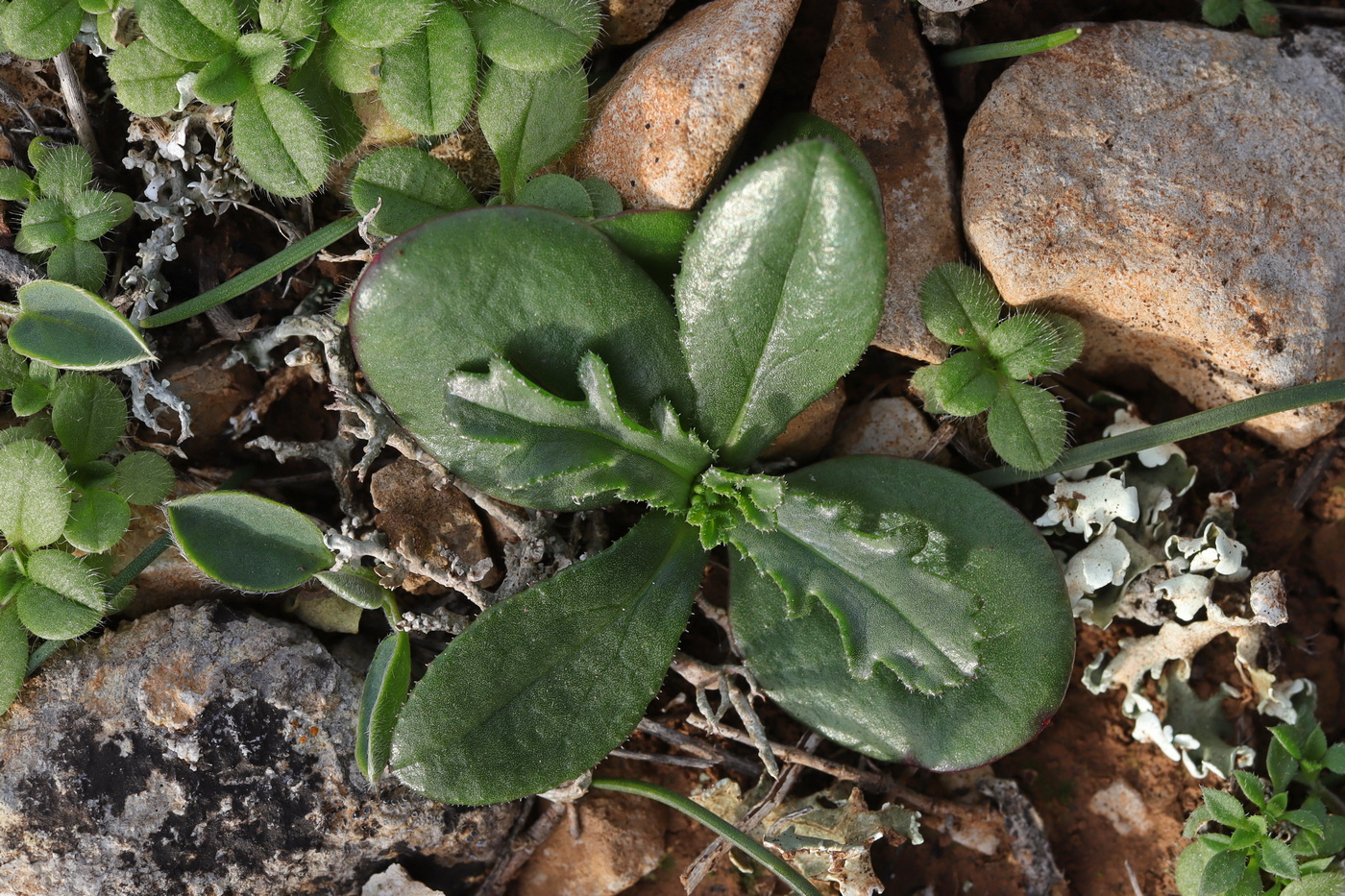 Изображение особи Crupina vulgaris.