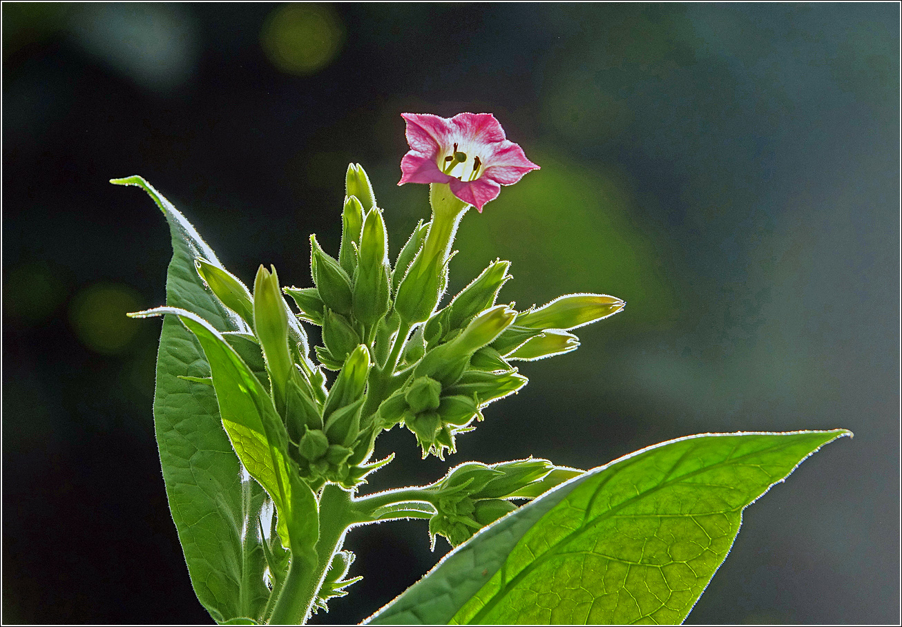 Изображение особи Nicotiana tabacum.