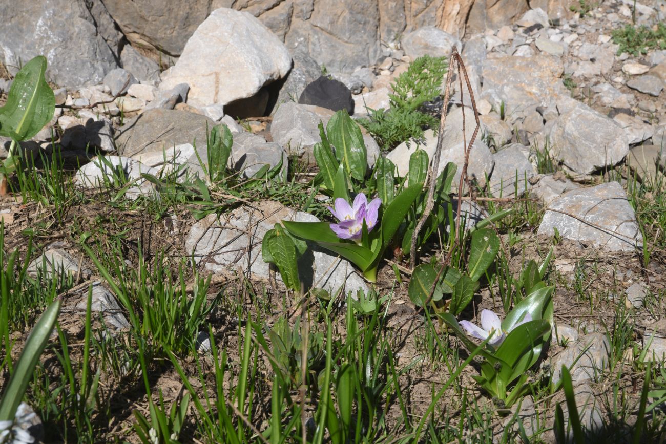 Image of Merendera kurdica specimen.