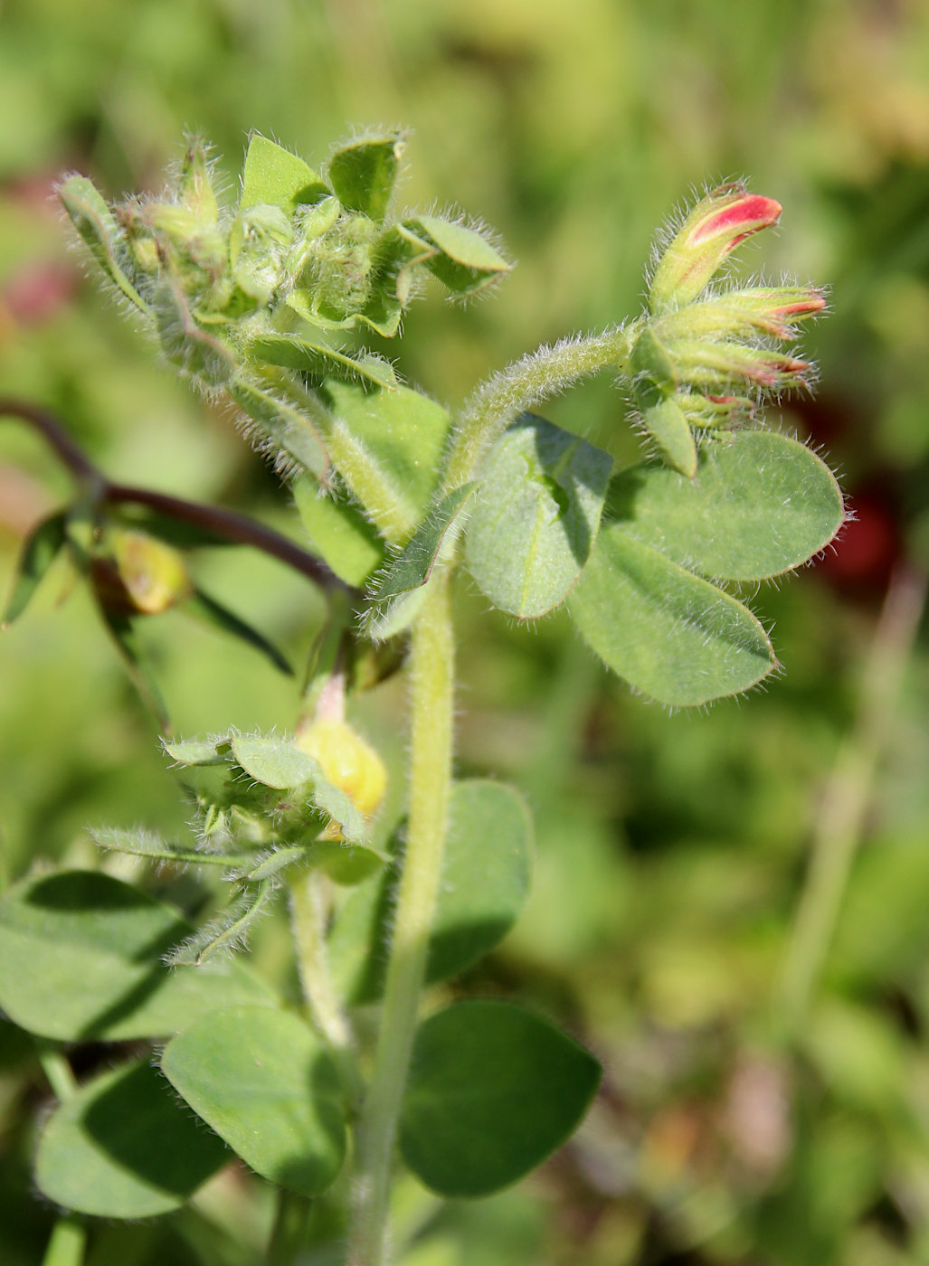 Изображение особи Lotus caucasicus.