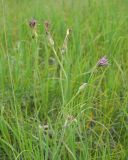 Scorzonera purpurea. Верхняя часть растения с корзинками на разных стадиях развития. Ульяновская обл., Мелекесский р-н, окр. пос. Вишенка, Медвежий овраг, разнотравная степь на склоне. 06.06.2024.