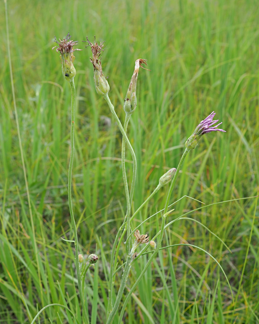 Изображение особи Scorzonera purpurea.