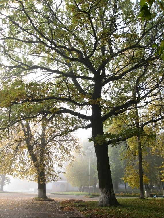 Изображение особи Quercus robur.