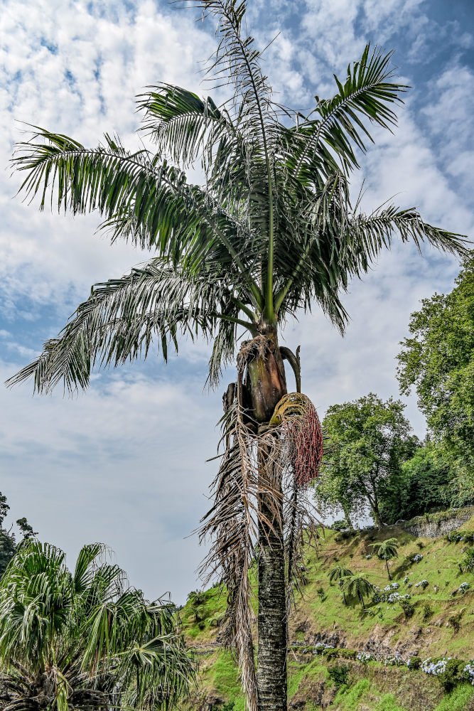 Изображение особи Archontophoenix alexandrae.
