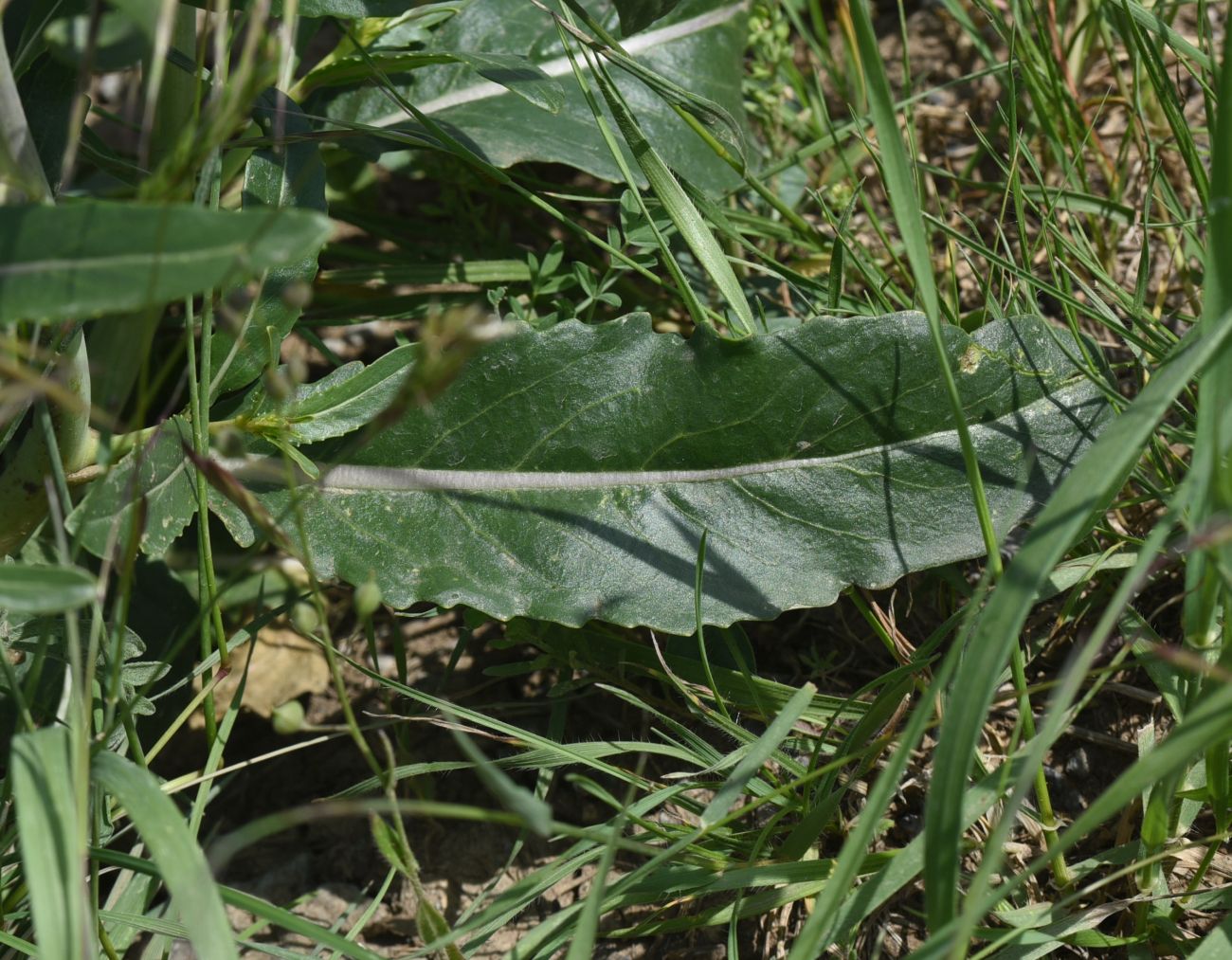 Изображение особи Erucastrum armoracioides.